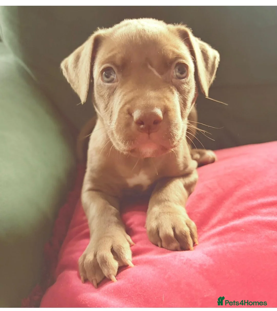 Mixed Breed dogs for sale: Presa canerio cross american bulldog cross - Advert 12