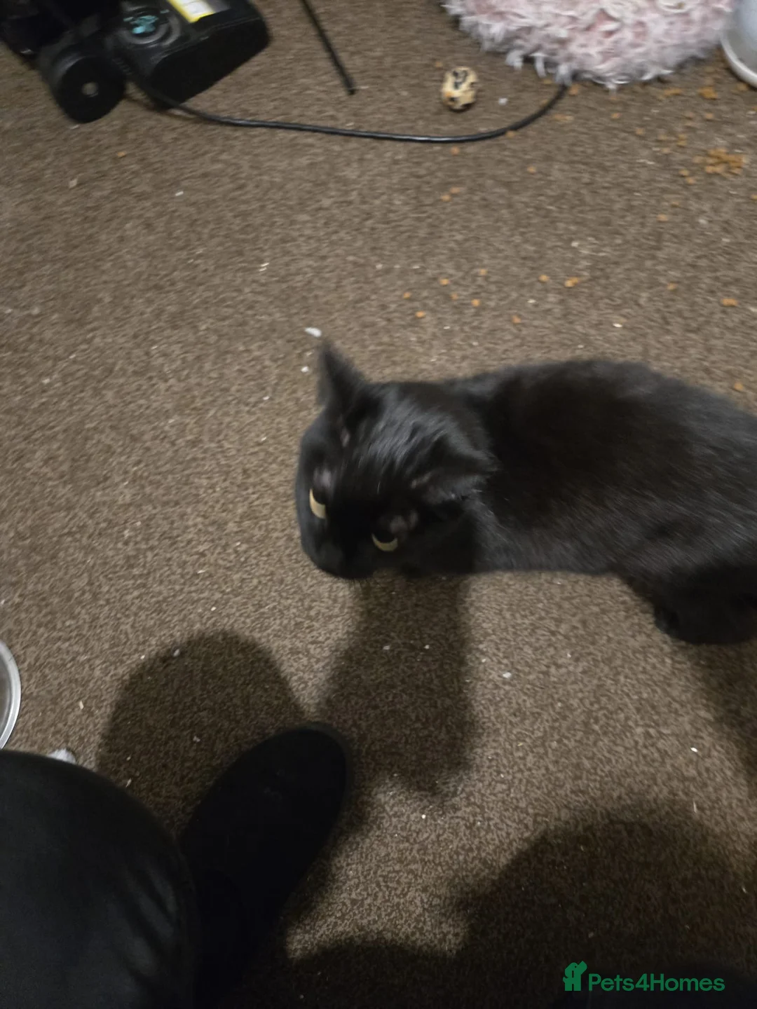 Domestic Shorthair cats for adoption: Maisie is a sweet 9 yr old that just wants loving - Advert 4