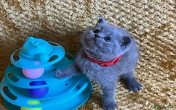 British Shorthair cats for sale: GCCF registered ChampionBloodline 5GENpedigree BSH - Image 29