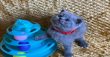 British Shorthair cats - Advert 14