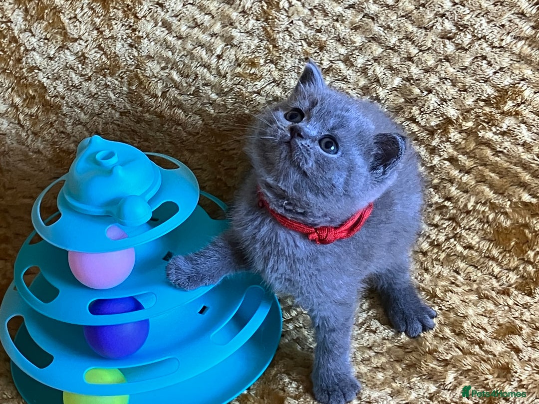 British Shorthair cats for sale: GCCF registered ChampionBloodline 5GENpedigree BSH - Image 29