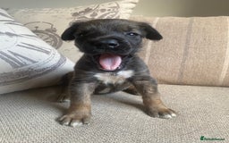 Mixed Breed dogs for sale: Cane corso X Alaskan malamute surprise litter  - Image 8