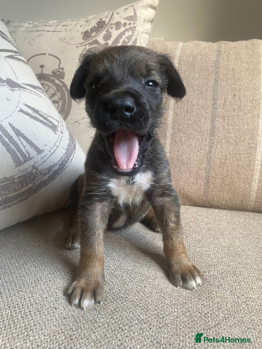 Mixed Breed dogs for sale: Cane corso X Alaskan malamute surprise litter  - Image 8