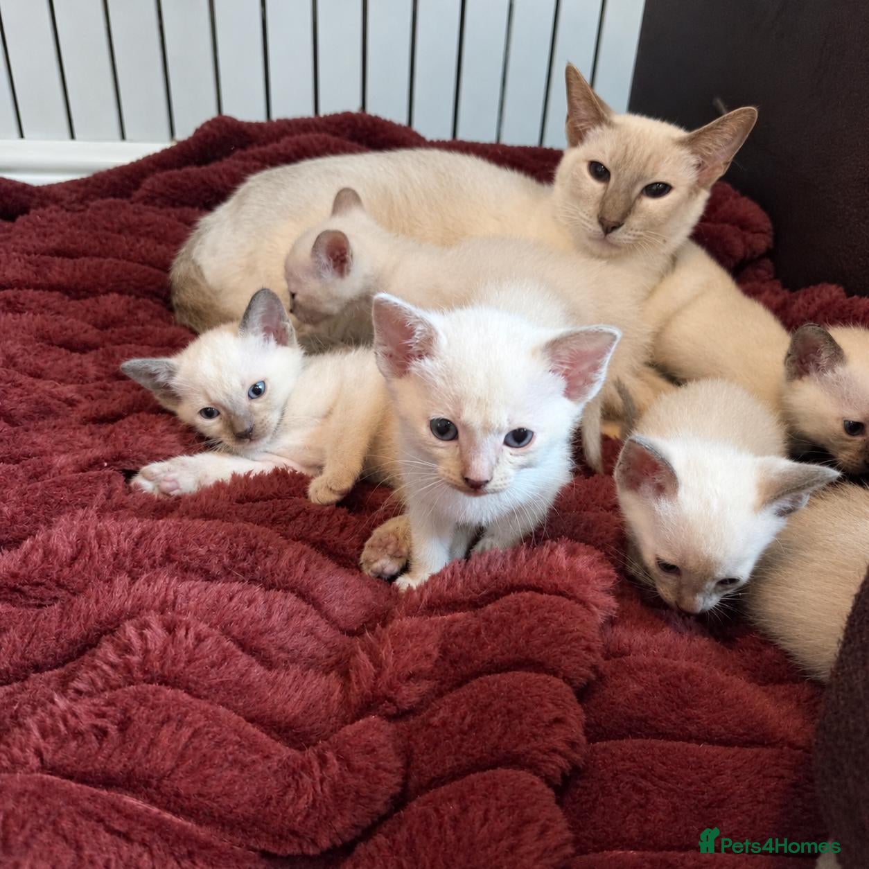 Tonkinese cats First generation, pedigree, registered,vet checked - Advert 1