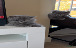 British Longhair cats for sale: British long hair - Image 2