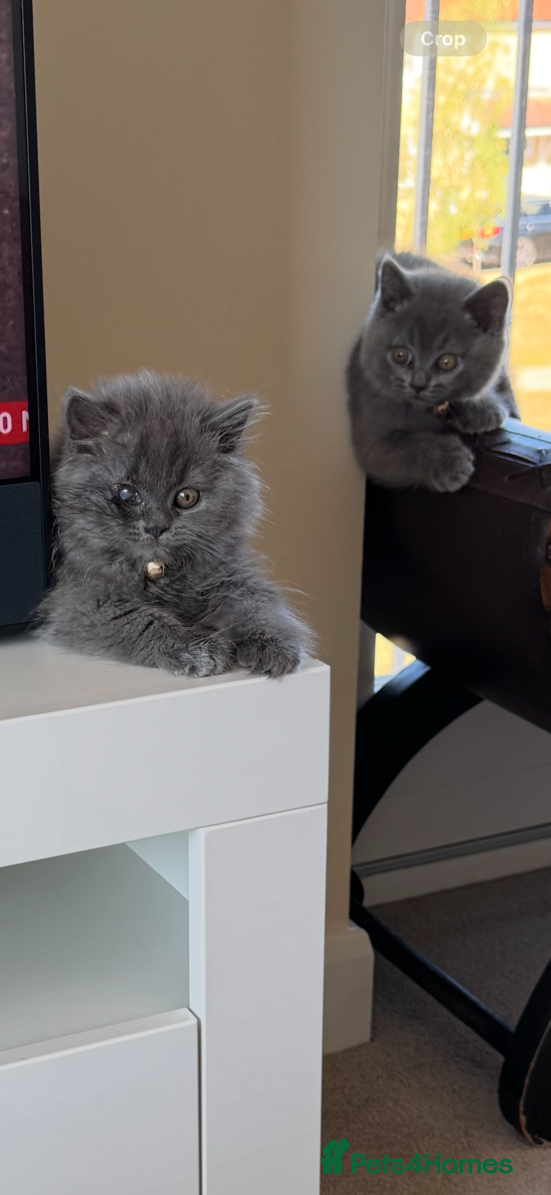 British Longhair cats for sale: British long hair - Image 2