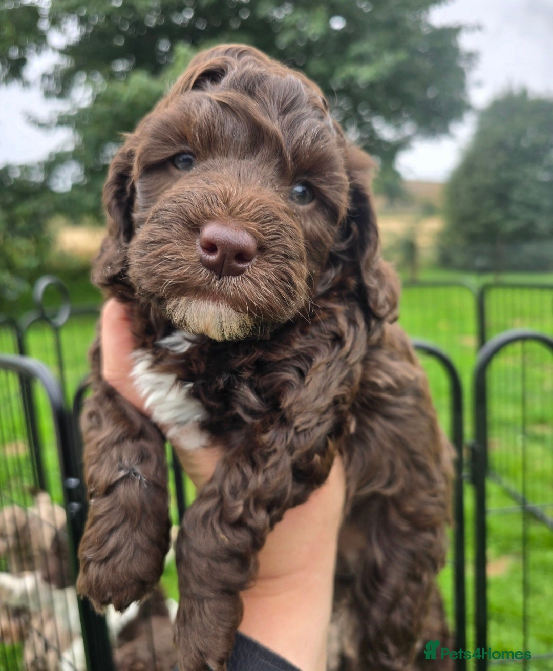Cockapoo dogs F1b Minature Cockapoos - Advert 2