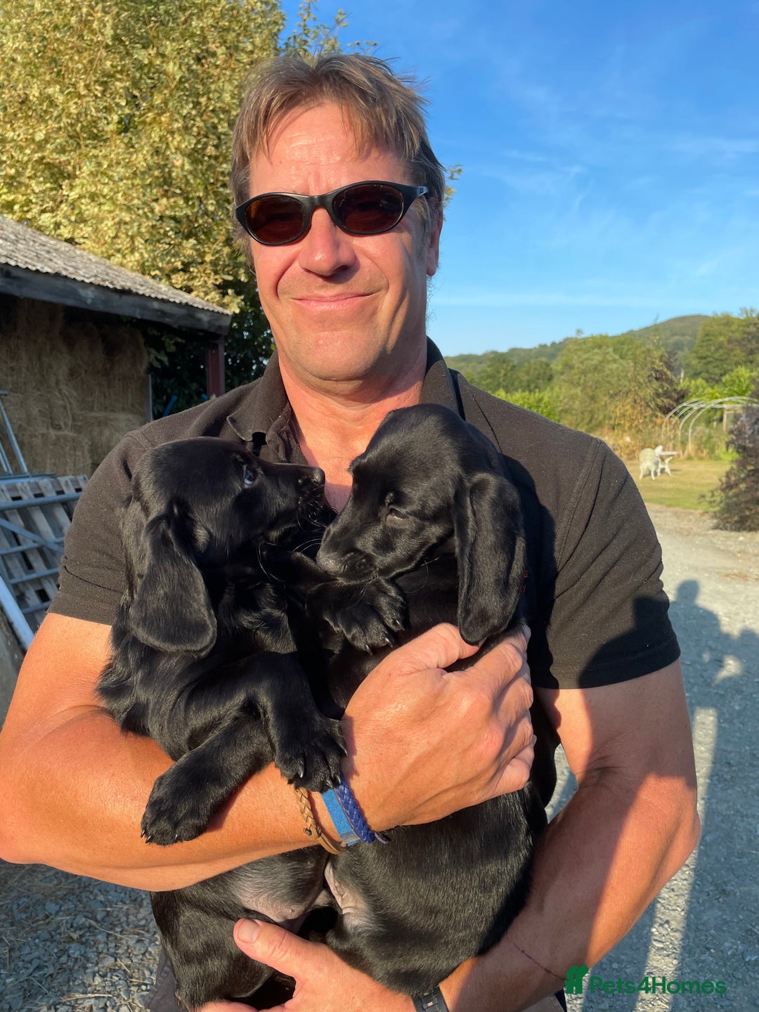 Cockerdor dogs for sale: Cockerdor puppies - Image 10