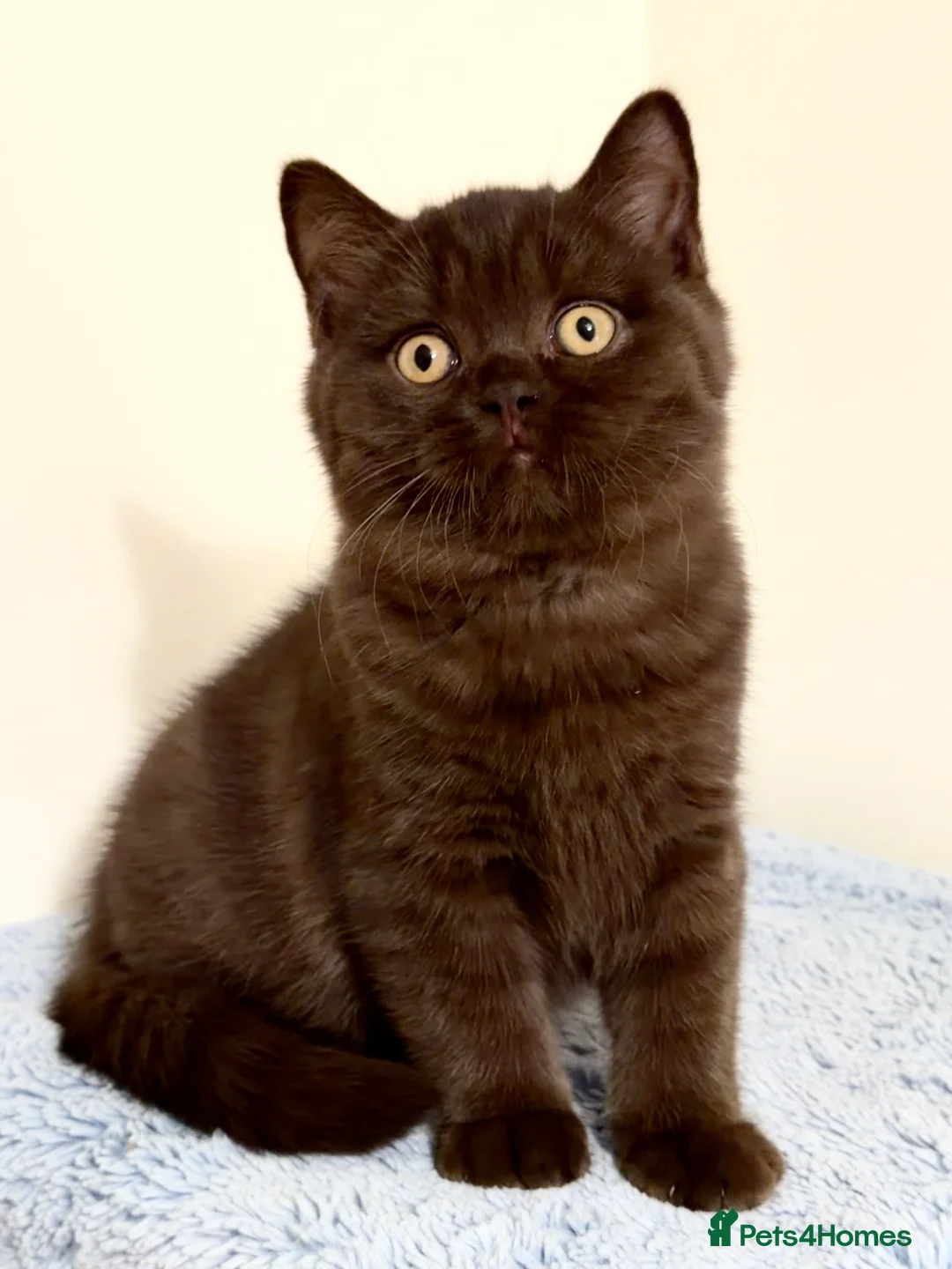 British Shorthair cats for sale: BSH chocolate boys TICA registration  - Advert 18
