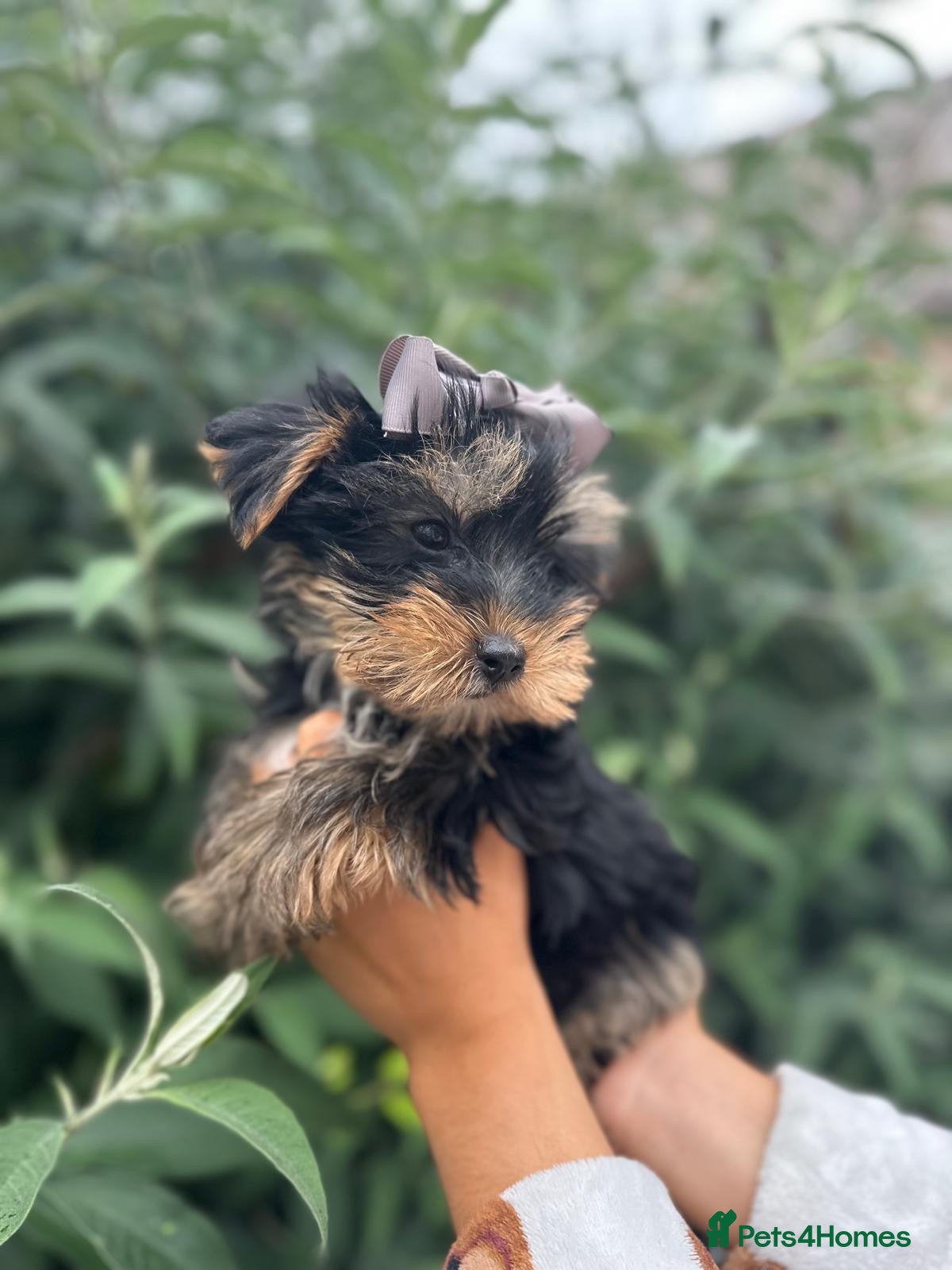 Yorkshire Terrier dogs for sale: Beautiful Yorkshire terrier puppy’s ready now - Advert 9