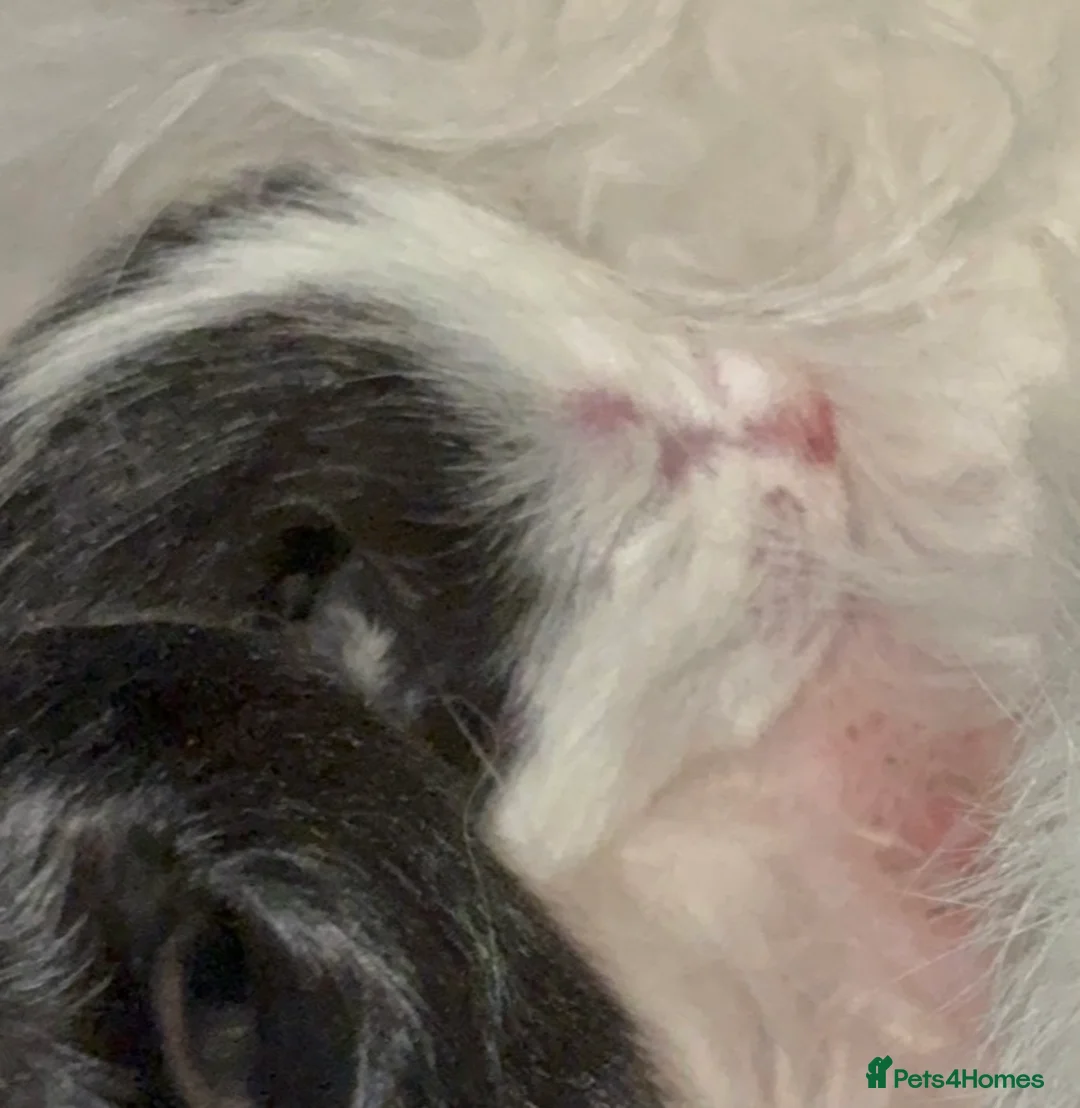 British Shorthair cats for sale: Domestic short haired 3 beautiful kittens for sale - Advert 6