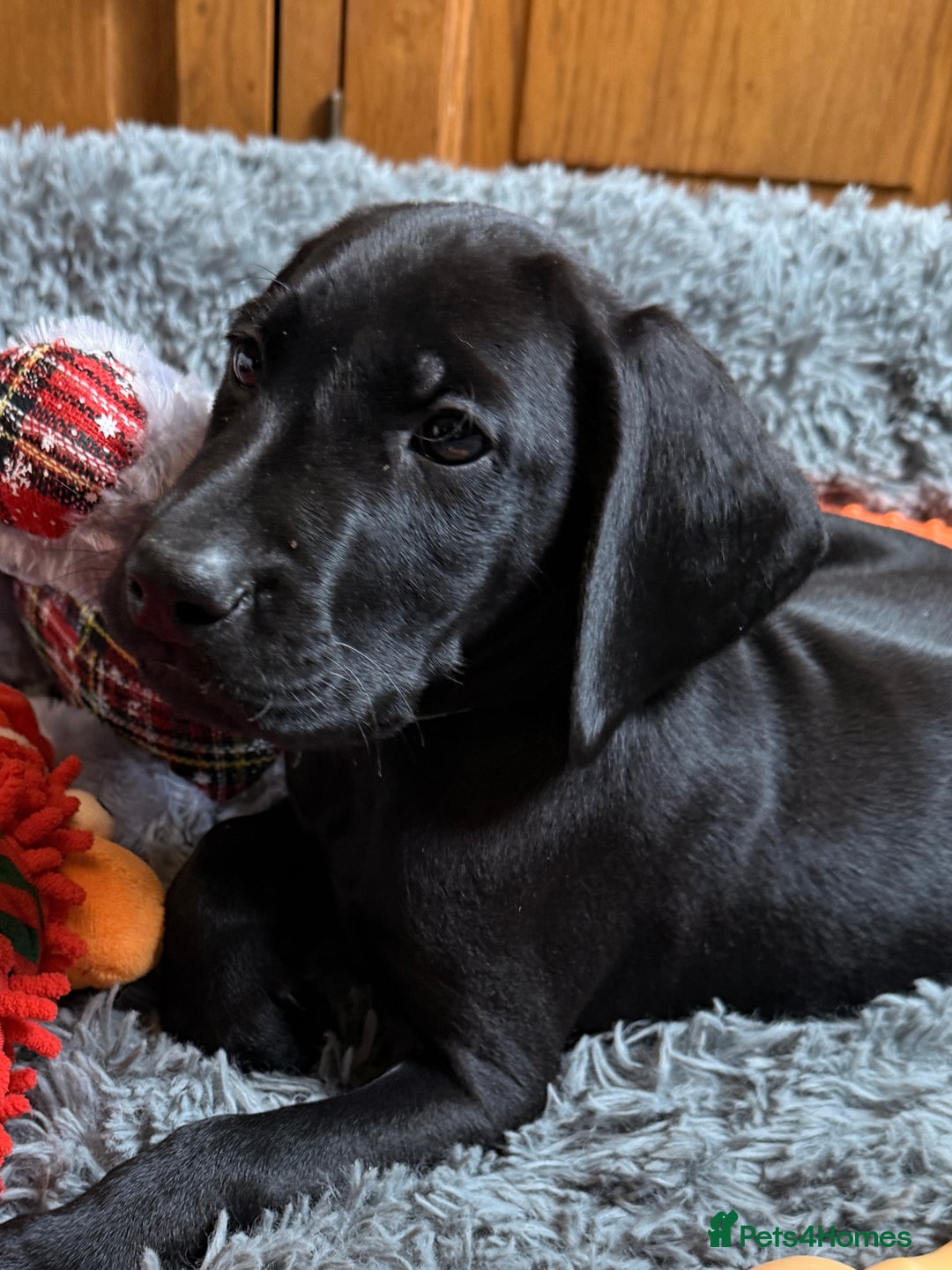 German Shorthaired Pointer dogs for sale: KC GSP Pups Health Tested Parents - Advert 25