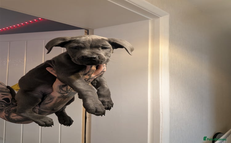 Cane Corso dogs - Advert 1