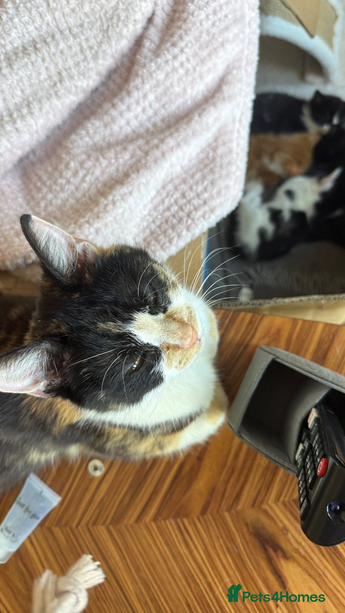 Mixed Breed cats Beautiful kittens for sale  - Advert 2