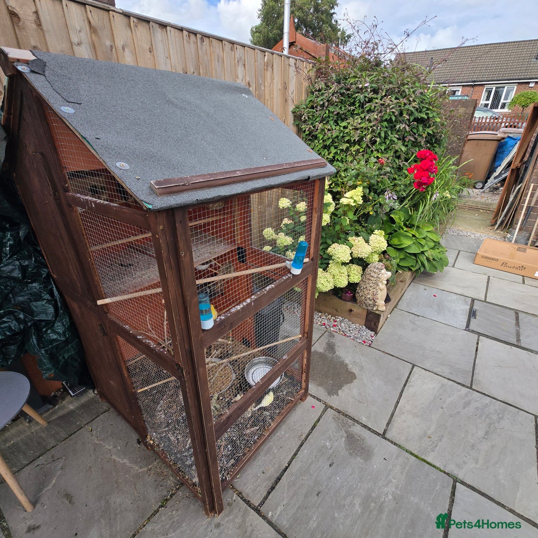 Mixed Breed birds for sale: BIRD AVIARY INCLUDING ALL BIRDS  - Image 2