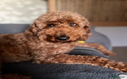 Mixed Breed dogs for sale: Health Tested miniature Goldendoodles  - Image 4