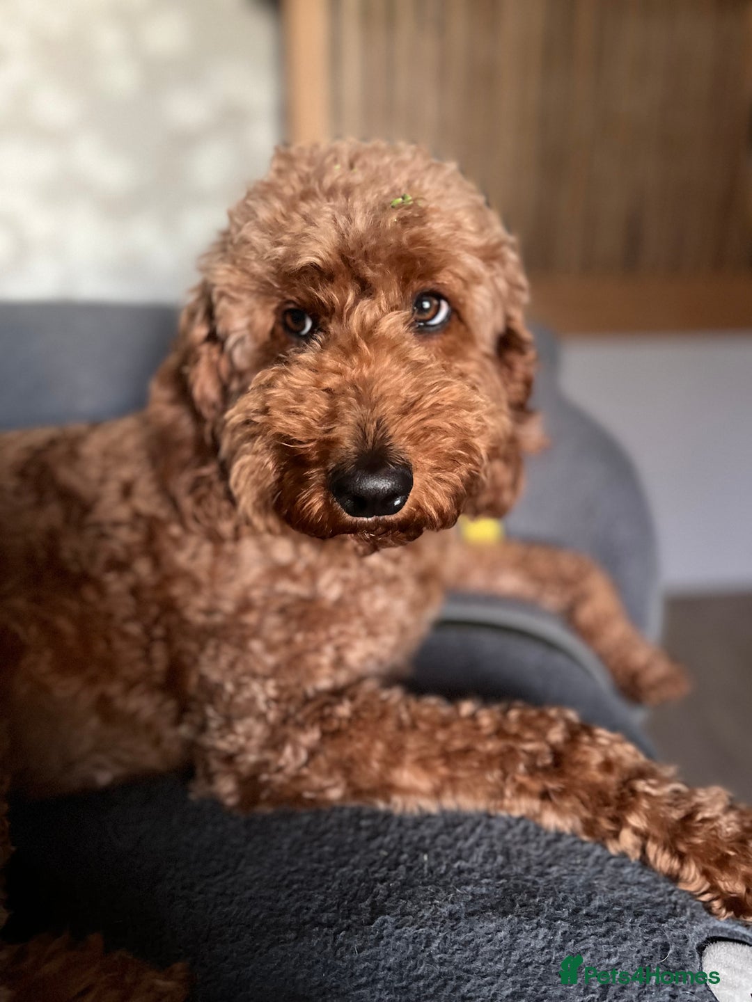 Mixed Breed dogs for sale: Health Tested miniature Goldendoodles  - Image 4
