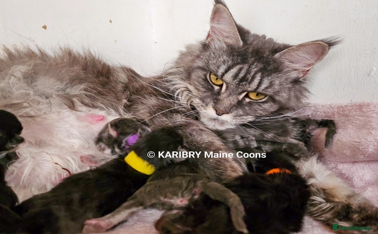 Maine Coon cats - Advert 4