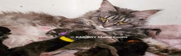 Maine Coon cats for sale: Quality Maine Coon kittens TICA registered  - Advert 3