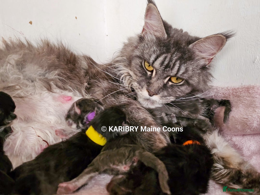Maine Coon cats for sale: Quality Maine Coon kittens TICA registered  - Image 1