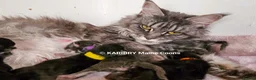 Maine Coon cats for sale: Quality Maine Coon kittens TICA registered  - Advert 3