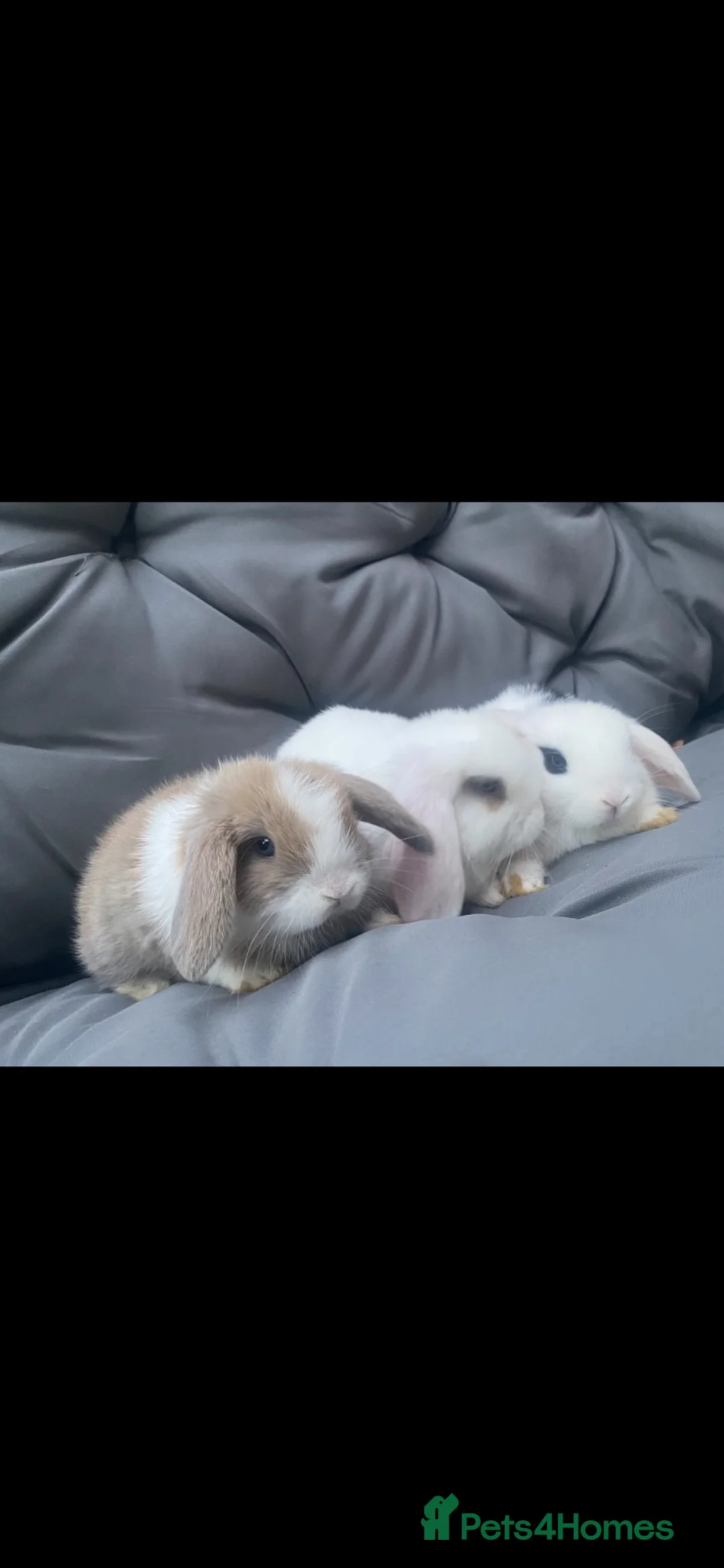 Mini Lop rabbits for sale: Mini lop bunnies - Advert 4
