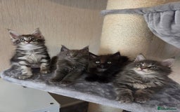Maine Coon cats for sale: TICA REGISTERED MAINE COON KITTENS - Image 22