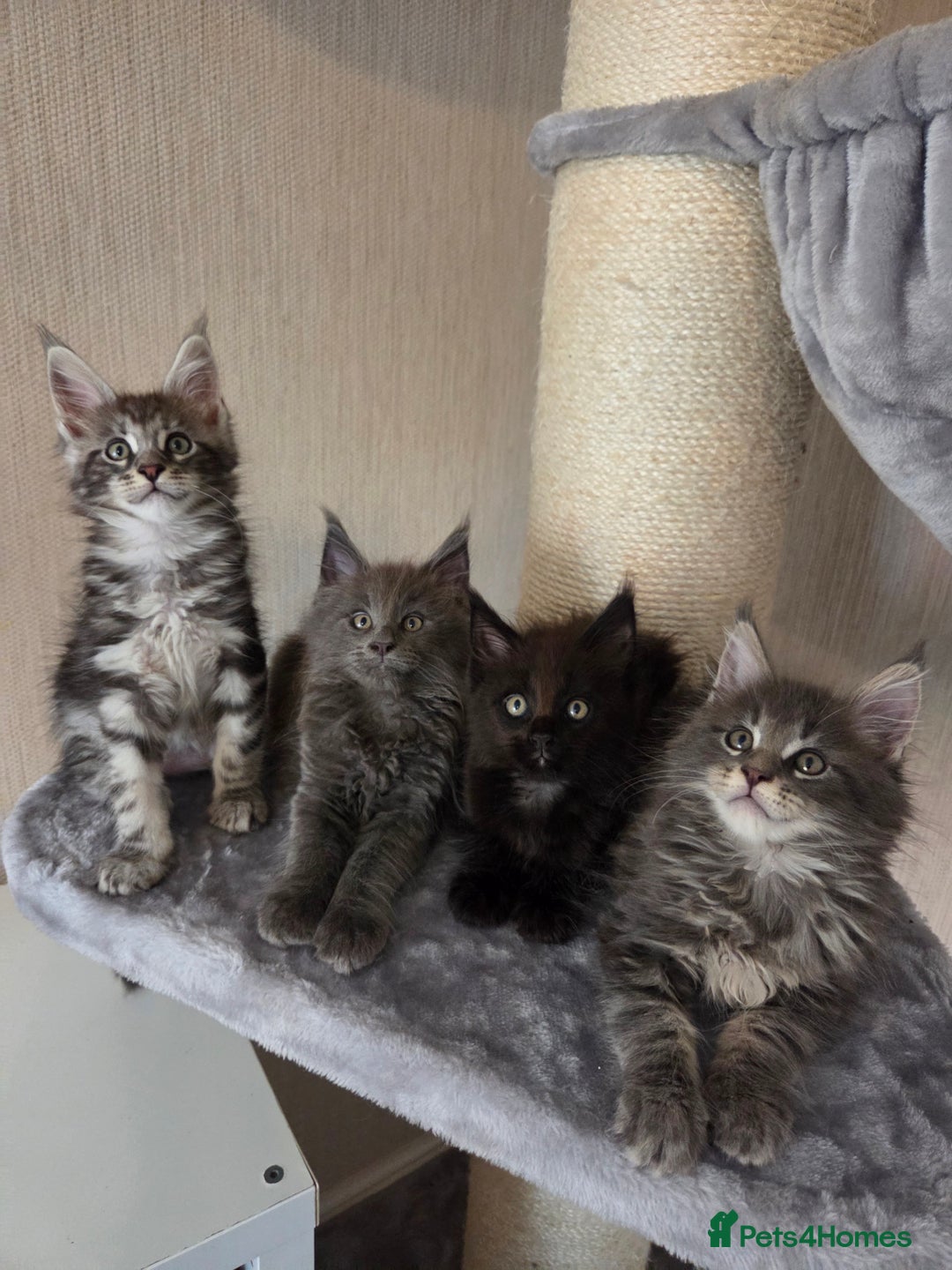 Maine Coon cats for sale: TICA REGISTERED MAINE COON KITTENS - Image 22