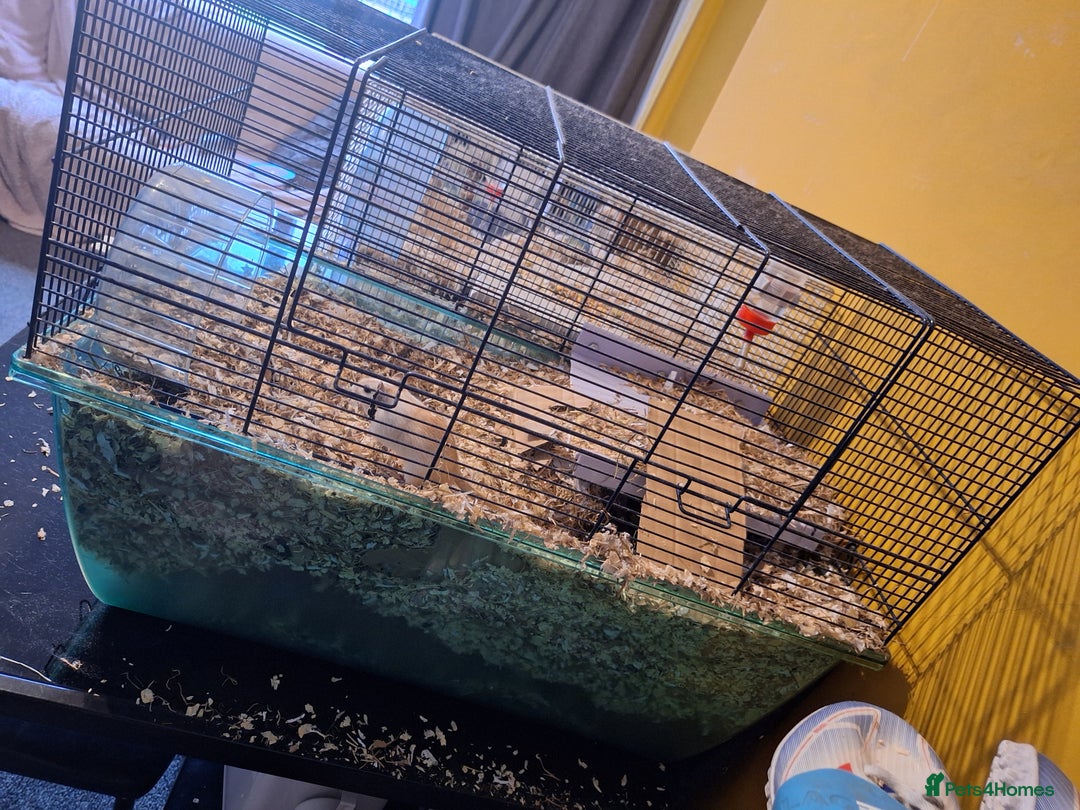 Gerbil rodents for sale: 2 male gerbils  - Image 6