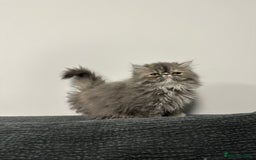 Persian cats for sale: ⭐️ Exceptional Persian x Exotic Kittens ⭐️ - Advert 11