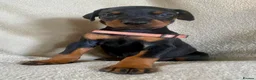 Dobermann dogs for sale: Health tested European puppies  - Advert 17