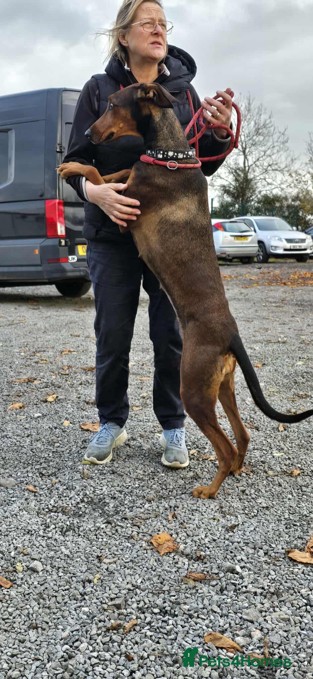 Mixed Breed dogs for adoption: BEAUTIFUL BONNIE  - Image 15