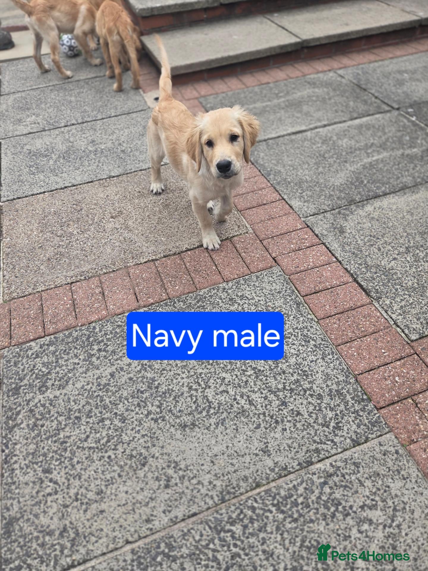 Golden Retriever dogs Beautiful natured pups fully vaccinated - Advert 2
