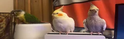 Cockatiels birds for sale: two cockatiels looking for rehoming in Crewe - Advert 4