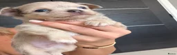 Chihuahua dogs for sale: Stunning litter of mixed Merle and Lilac fawn - Advert 22