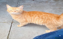 Mixed Breed cats for sale: Beautiful Kittens Available  - Image 5
