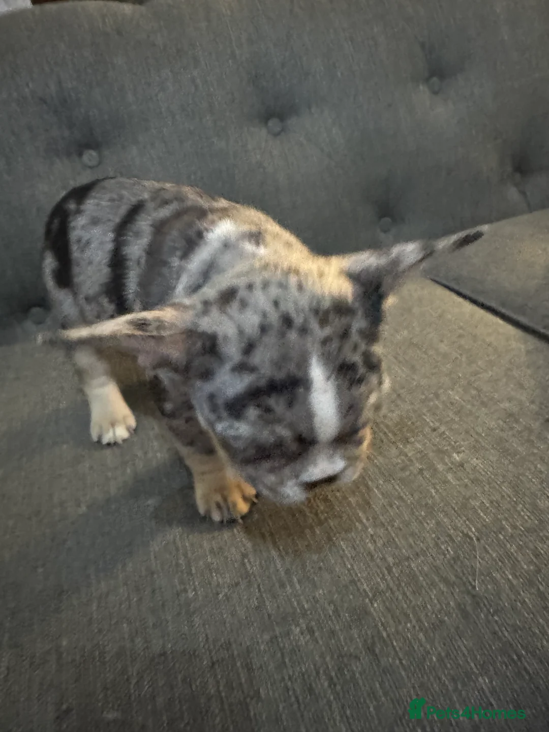 French Bulldog dogs for sale: DWKC Registered Puppies – Health Tested  - Advert 32