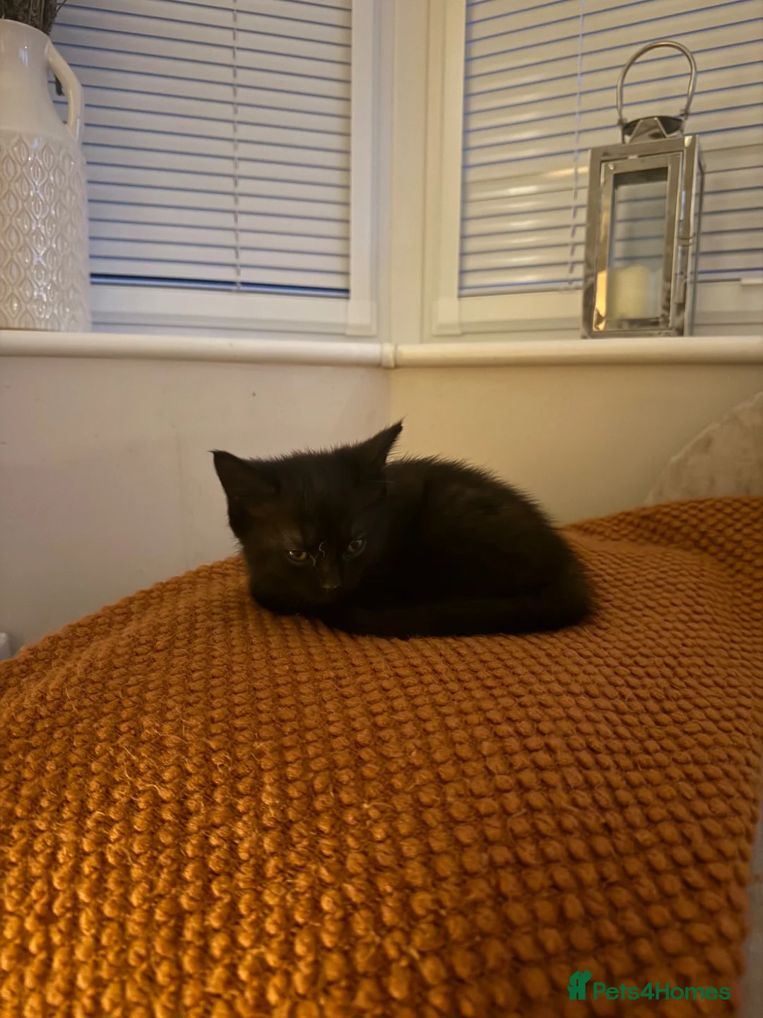 Mixed Breed cats for sale: Black and grey kitten  - Advert 2