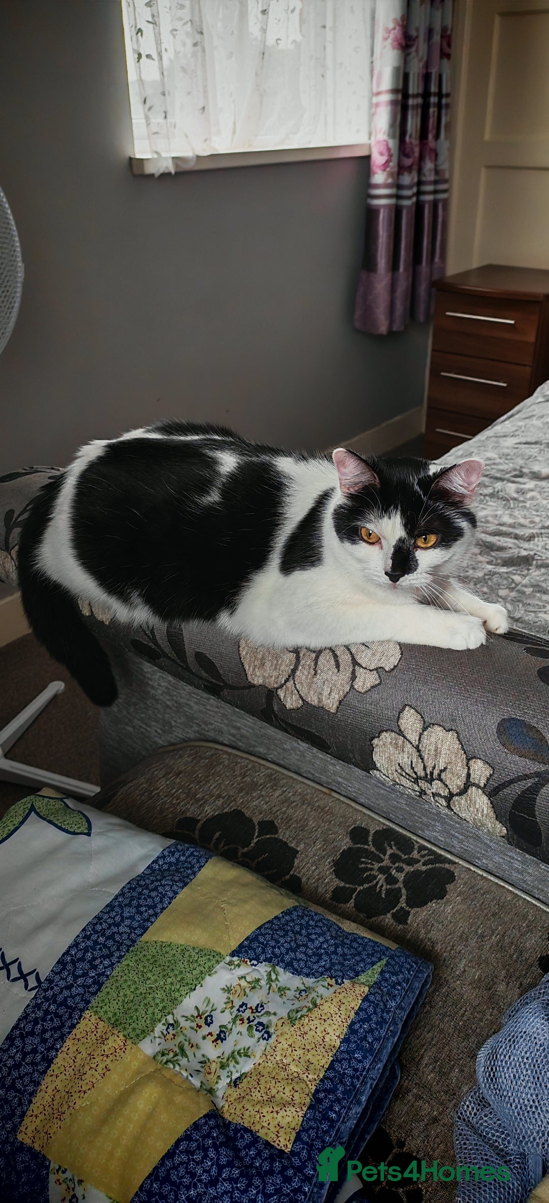 Domestic Shorthair cats for sale: Cat looking for new home - Image 9
