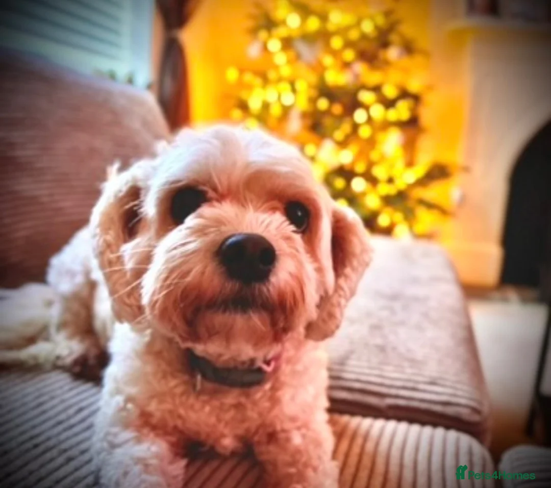 Cavapoo dogs for sale: 🐾 Phoebe Looking for Her Forever Home 🐾 - Advert 2