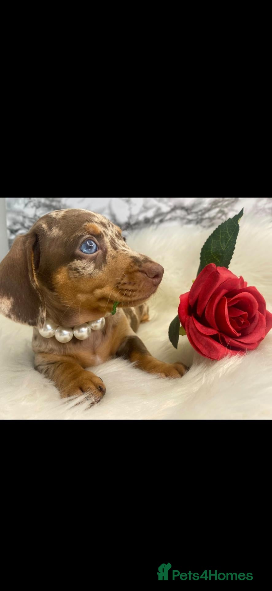 Dachshund dogs Beautiful Dachshund pups - Advert 1