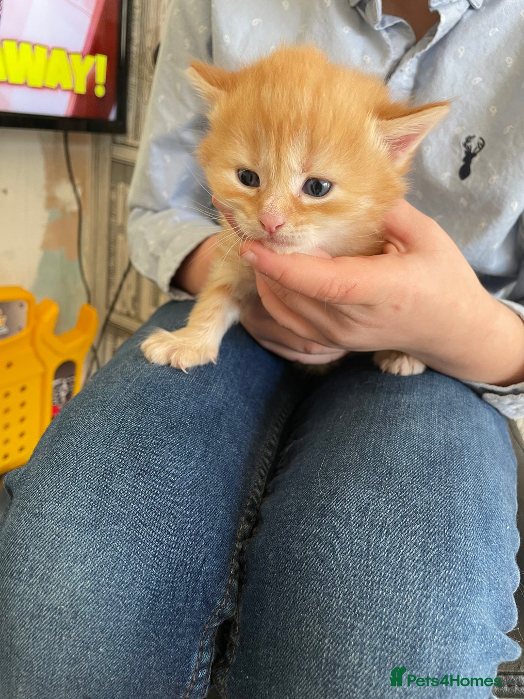 Mixed Breed cats for sale: Two separate litters  - Advert 3