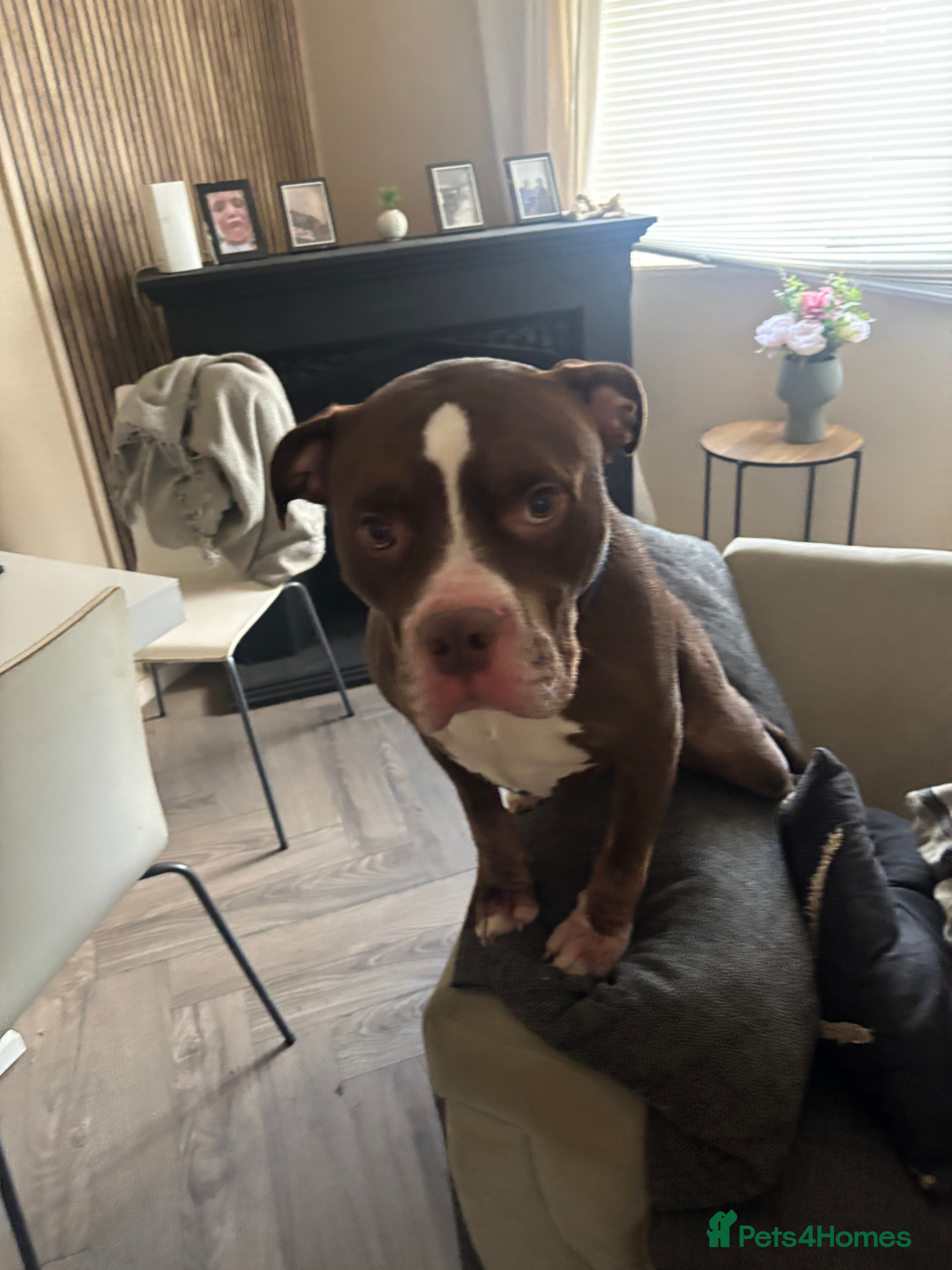 Mixed Breed dogs Fred  - Advert 16