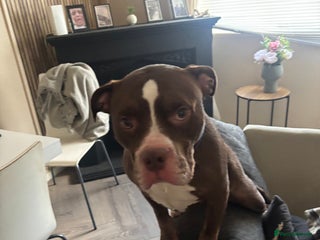 Mixed Breed dogs - Advert 3