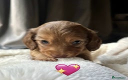 Dachshund dogs for sale: 1 girl and 2 boys miniature long haired dachshunds - Image 2