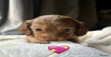 Dachshund dogs - Advert 5