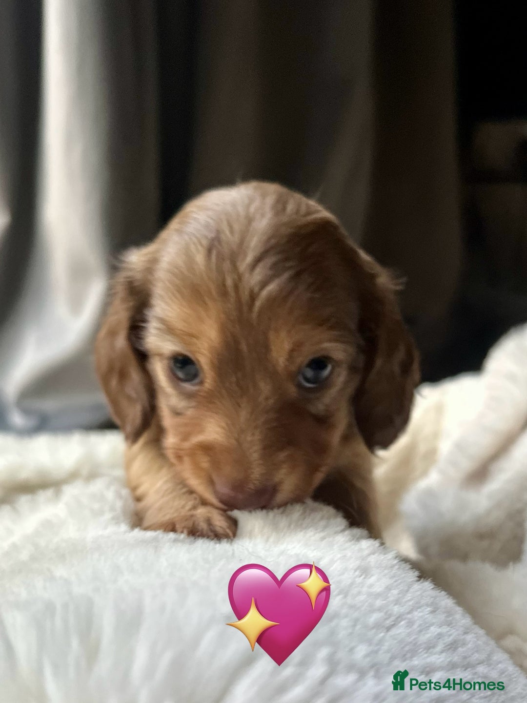 Dachshund dogs for sale: 1 girl and 2 boys miniature long haired dachshunds - Image 2