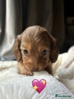 Dachshund dogs - Advert 3