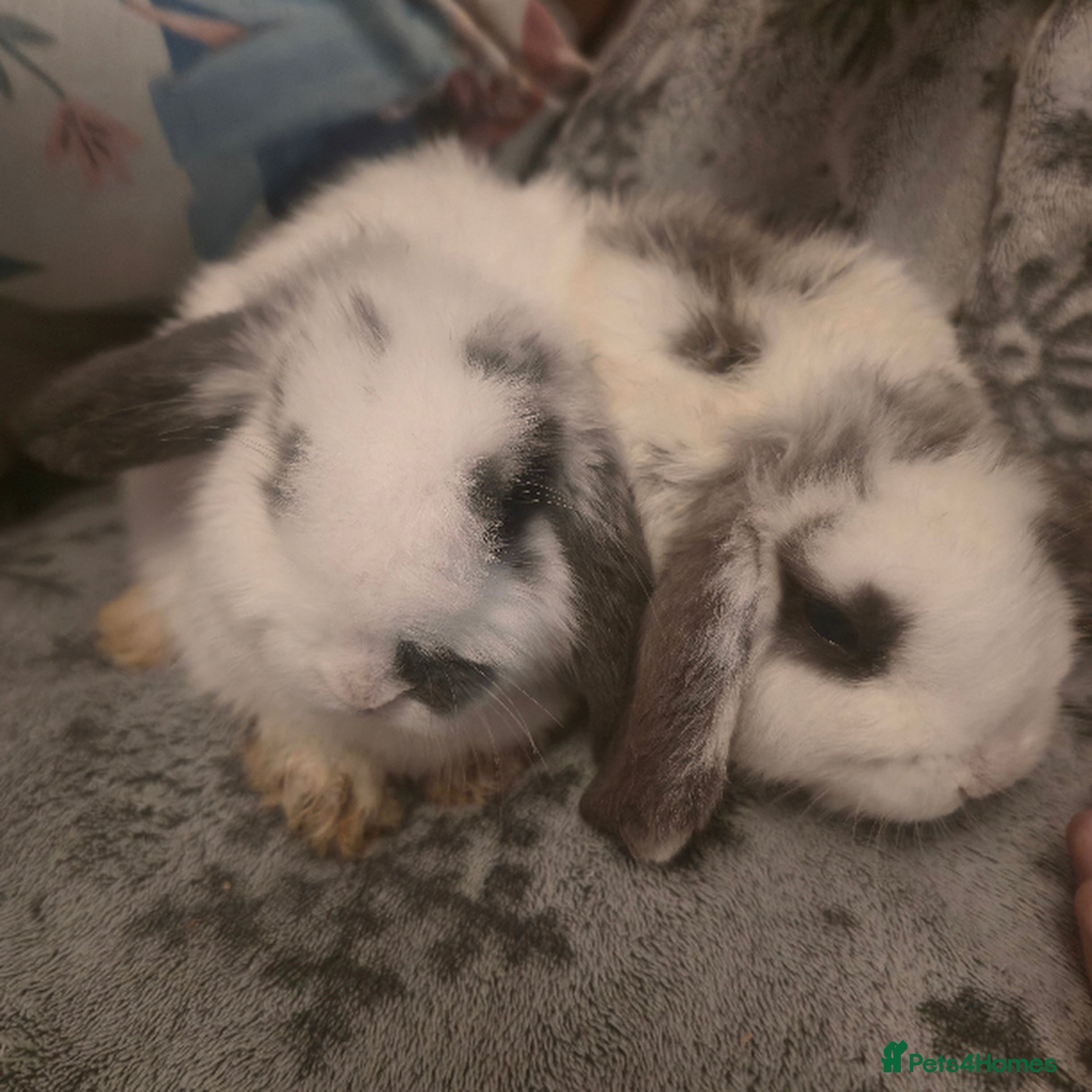 Mini Lop rabbits Mini Loop Bunnies 12 weeks old. white and greymix - Advert 17