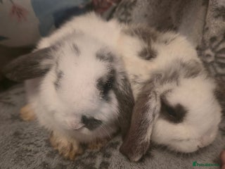 Mini Lop rabbits Mini Loop Bunnies 11 weeks old. white and greymix - Advert 18